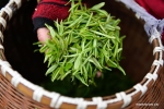 المعالجة التقليدية للشاي في مدينة هانغتشو شرقي الصين.jpg